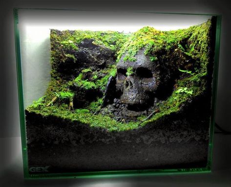 #skull #asquascape #aquascaping  Pic shared by  Underwater Landscapes  ....  pin by Aqua Poolkoh Tarantula Enclosure, Bioactive Vivarium, Amazing Aquariums, Fish Tank Design, Reptile Room, Aquarium Terrarium, Shrimp Tank, Aquarium Landscape, Reptile Terrarium