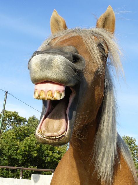 just horsing around Animals Laughing, Horse Teeth, Horse Smiling, Laughing Horse, Miniature Ponies, Laughing Animals, Funny Horse Pictures, Smiling Animals, Funny Animal Images