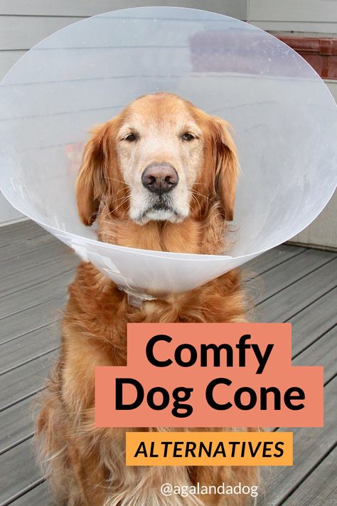 A golden retriever in a plastic dog cone.  Text reads comfy dog cone alternatives. Cones For Dogs Homemade, Alternatives To Cones For Dogs, Pool Noodle Dog Cone, E Collar Alternative Dogs Diy, Cone Alternative For Dogs Diy, Diy Dog Cone Alternatives, Diy Dog Cone, Homemade Dog Cone, Cone Of Shame Alternatives