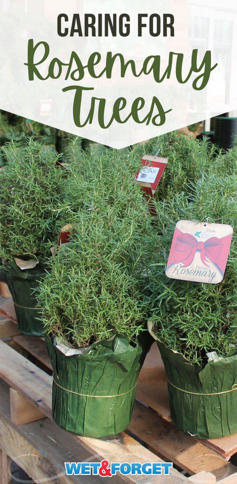 Growing Rosemary, How To Care For Rosemary Plant Indoors, Rosemary Christmas Tree Decorating Ideas, Rosemary Tree Christmas, Rosemary Plant Care, Rosemary Christmas Tree, Christmas Tree Care, Rosemary Tree, Conifer Garden