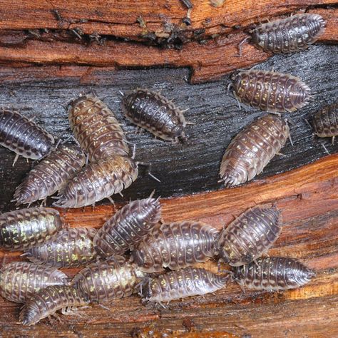 Common in home gardens and landscaped areas, rolly pollies feed primarily on decaying matter and are important in the decomposition process. Household Bugs, Potato Bugs, Rolly Polly, Woodlice, Organic Insecticide, Pill Bug, Lawn Pests, Natural Pesticides, Baking Soda Cleaning