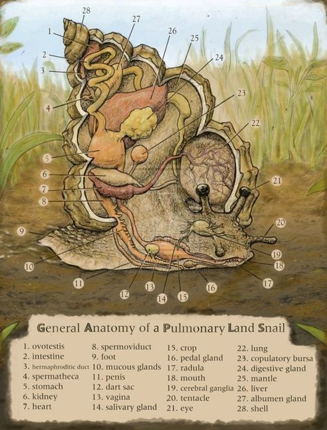 Snail Anatomy, Giant African Land Snails, Pet Snails, Vet Medicine, Biology Art, Animal Anatomy, Animal Science, Veterinary Medicine, Scientific Illustration