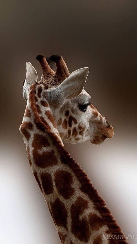 African Animals Photography, Giraffe Photography, Giraffe Manor, Giraffe Costume, Giraffe Pictures, Giraffe Head, Funny Giraffe, Collection Board, Giraffe Art