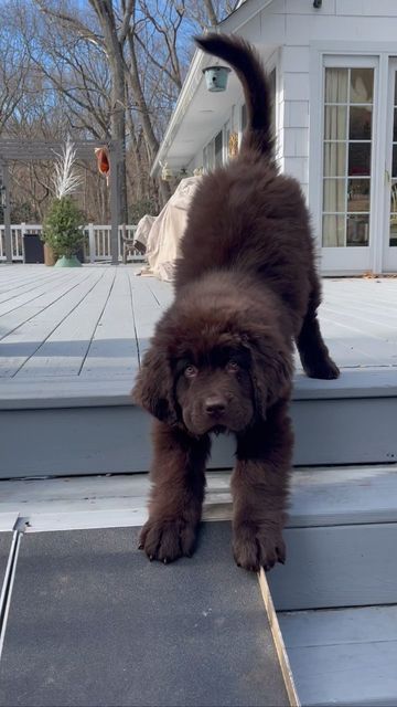 Cute Medium Dogs, Newfoundland Puppy Aesthetic, New Foundland Dog Puppy, Newfoundland Puppy Brown, Dogs Being Cute, New Foundland Puppy, Dog Show Aesthetic, New Found Land Dog, Big Dogs Aesthetic