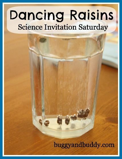 Dancing Raisins~ A science experiment for any age {Science Invitation Saturday} Science Invitations, Dancing Raisins, Science Experience, Kid Experiments, Science Activities For Kids, Kindergarten Science, Preschool Science, Science Experiment, Homeschool Science