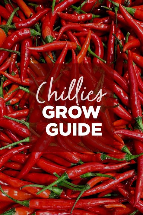 The ultimate guide for growing chilli. Spice things up a bit by growing your own chillies this season. Here are some tips on how to plant, grow and care for one of our favourite spicy edibles. Chilli Plant Care, Green Chilli Plant, Chilli Tree, Growing Chillies, Nz Garden, Chilli Spice, Chilli Plant, Growing Peppers, Gardening Inspiration