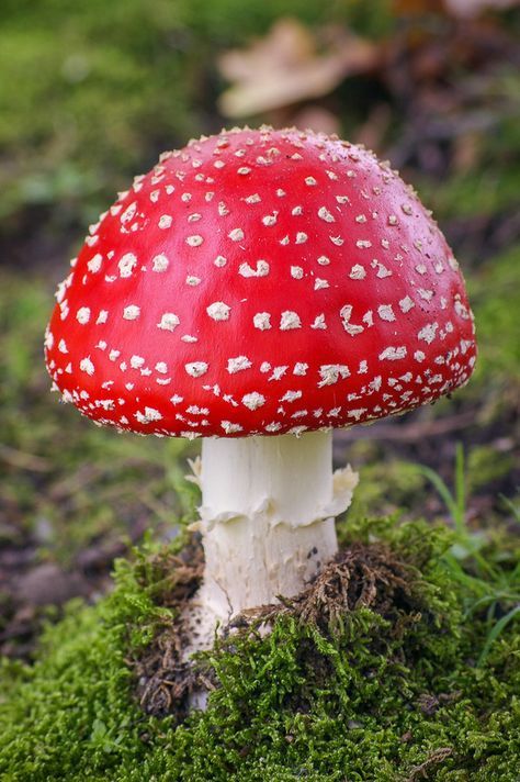 Fly Agaric, Green, Red, White