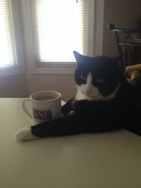 I don't always drink coffee but when I do I always poop -A lot Drink Coffee Meme, Coffee Reaction Pic, Animals Drinking Coffee, Cats Drinking Coffee, Coffee Core, Cat With Coffee, Cat Drinking Coffee, Cat And Coffee, Cat Poses