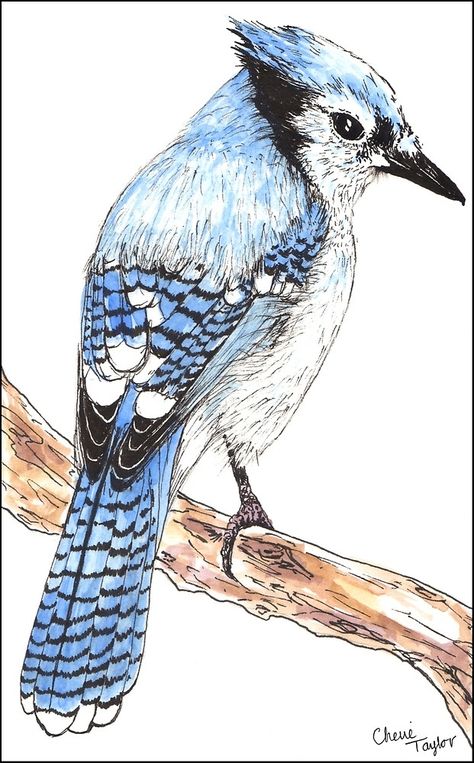 Blue Jay Drawing Pencil, Blue Jay Sketch, Blue Jay Drawing Easy, Blue Jay Drawing, Blue Bird Art, Blue Jay Bird, Folk Art Flowers, Animal Doodles, Bird Silhouette