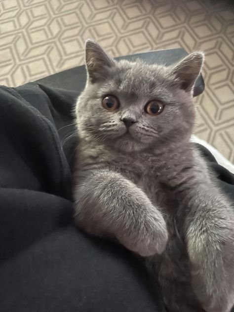 kitten aesthetic cat british blue blue british shorthair cats cat English Short Haired Cat, Blue British Shorthair Cat, English Shorthair Cat, British Shorthair Cats Aesthetic, British Blue Cats, British Shorthair Cats Grey, Grey British Shorthair, Blue British Shorthair, Cat British Shorthair