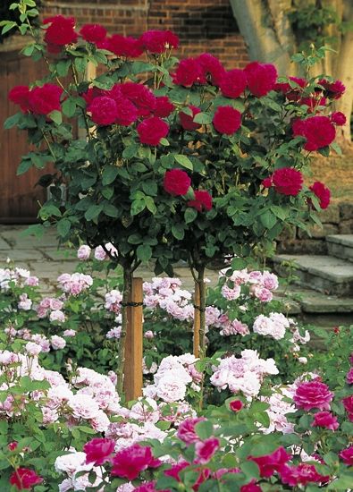 Standard Roses (Tree Roses) by David Austin Roses - We have this L.D. Braithwaite Tree Rose in our garden and it's absolutely stunning! Roses Tree, Container Roses, Standard Roses, Rooting Roses, Rose Garden Design, Rose Varieties, Shrub Roses, David Austin Roses, Rose Trees