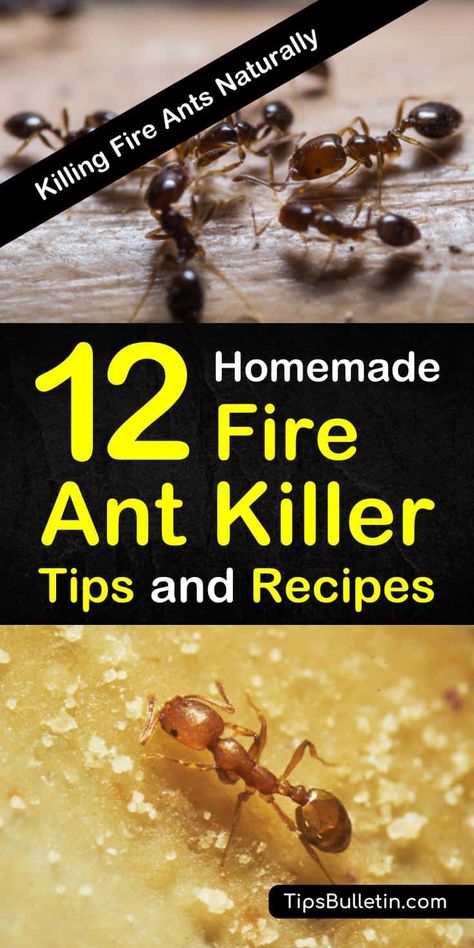 Fire ants are more than a nuisance, they can be deadly. Learn how to get rid of them for good with these homemade fire ant killer recipes. #killfireants #gardening #ants #fireants Ant Mound Killer, Kill Fire Ants Naturally, Natural Fire Ant Killer, Fire Ants How To Get Rid Of Naturally, Get Rid Of Fire Ants In Yard, How To Get Rid Of Fire Ants In The Yard, Fire Ants How To Get Rid Of, Homemade Ant Killer For Outside, Fire Ant Killer Homemade