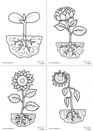 Lifecycle Of A Sunflower, Bean Life Cycle, Peter Pan Coloring Pages, Plant Life Cycle Worksheet, Sunflower Life Cycle, Plants Worksheets, Sunflower Plant, 1st Grade Science, Preschool Tracing