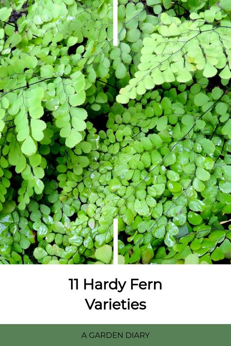 Explore a collection of 11 resilient fern species that start with the letter 'P'. These varieties are guaranteed to bring a touch of individuality and elegance to your outdoor space. Types Of Fern Plants, Fern Varieties, Holly Fern, Lady Fern, Types Of Ferns, Garden Diary, Fern Plant, Woodland Garden, Low Maintenance Plants