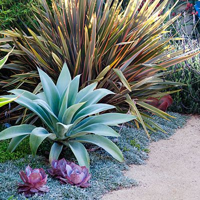 Pink Echeveria ‘Afterglow’ dots the carpet of gray-blue Dymondia margaretae, repeating the hues of the larger sculptural accent plants:  bronze-tinged ‘Sundowner’ phormium is striking beside an icy blue Agave attenuata ‘Nova’. Gardening, landscaping Drought Tolerant Garden, Drought Tolerant Landscape, Dry Garden, Desert Garden, Plants And Flowers, Garden Borders, Pretty Plants, Gorgeous Gardens, Easy Garden