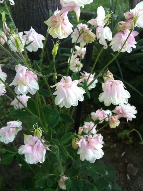 Pink Petticoat Columbine Flower, Pink Columbine Flower, Flower Boquet, Columbine Flower, Cute Flowers, Flower Therapy, Pretty Plants, Little Garden, Little Flowers