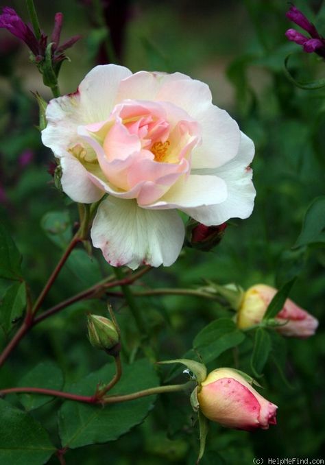 Penelope ~ Hybrid Musk / Shrub Rose Penelope Rose Tattoo, Penelope Flower, Musk Rose, Rose Photo, Shrub Roses, Single Rose, Beautiful Flowers Garden, Rose Photos, Pretty Roses