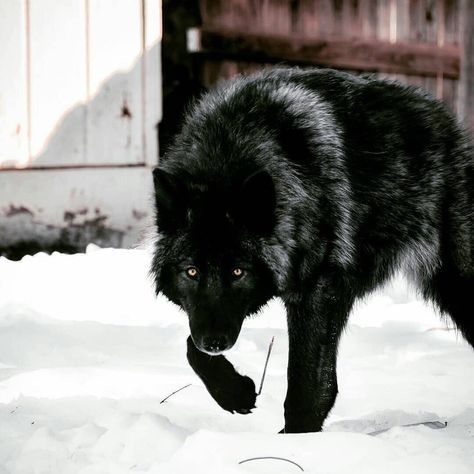 1,532 Likes, 8 Comments - Wolf (@wolf_passions) on Instagram: “Black wolf 😍🐺🖤 - 📷 By: @colorado_wolf   - For more Wolf Content please kindly Follow us!!🖤 🐺…” Wolf Poses, Cool Wolf, Wolf Hybrid, Wolf Stuff, Wolf Photography, Wolf Photos, Wolf Spirit Animal, Wolf Pictures, Wolf Spirit