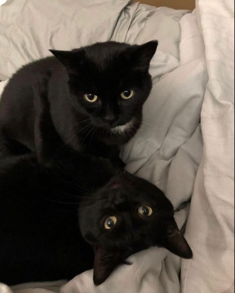 2 Black Cats Aesthetic, 2 Black Cats, Two Black Cats, Fluffy Black Cat, Black Cat Aesthetic, Black Kitty, Silly Cats Pictures, Cute Black Cats, Feline Animals