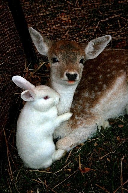 . Regnul Animal, Bambi And Thumper, White Rabbits, Animals Friendship, Baby Animals Pictures, Cute Creatures, Sweet Animals, 귀여운 동물, Animals Friends