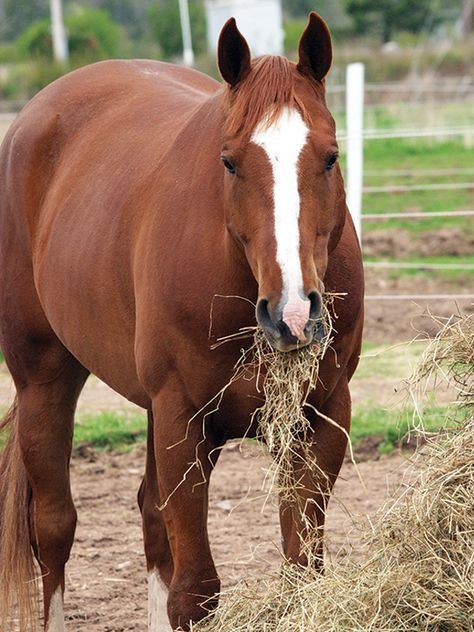 Feeding Horses, Horse Feeding, Horse Eating, Fat Horse, Chestnut Horses, Grass Hay, Equine Nutrition, Horse Exercises, Horse Chestnut