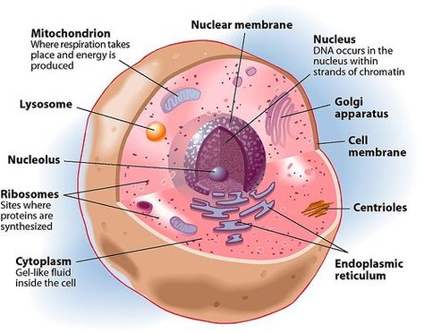 A diagram of the anatomy of the cell. Clearly labeled and colored so that the students can distinguish individual parts. High cognitive level. Anatomy And Physiology Cells, Nuclear Membrane, Cell Diagram, Cell Theory, Plasma Membrane, Animal Cell, Cell Structure, Human Anatomy And Physiology, Medical Terminology