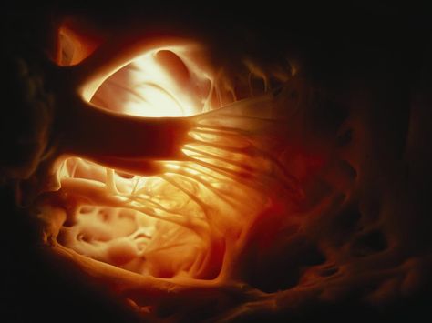 Photo: Inside the heart Heart Problems, Heart Pictures, Heart Strings, Human Heart, Anatomy And Physiology, Human Anatomy, Science And Nature, Image Hd, National Geographic