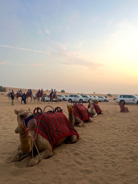 #dubai #desertsafari #camel #camelride #traveldubai #traveldiaries #dxb #uae #desert #humid Dubai Camel, Uae Desert, Desert Safari, Dubai Desert, Desert Dream, Dubai Travel, Arab Emirates, Pic Ideas, United Arab Emirates