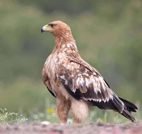 Spanish Imperial Eagle at Adamuz 3 y.o. Hawk Eagle, Imperial Eagle, Europe Continent, Extinct Animals, Exotic Birds, Birds Of Prey, Birds Of Paradise, Paradise, Birds