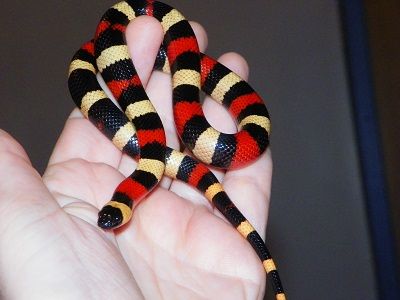 Corn Snakes, Pet Snakes, Milk Snake, Corn Snake, Pet Snake, Lizards, Snakes, Reptiles, Apricot