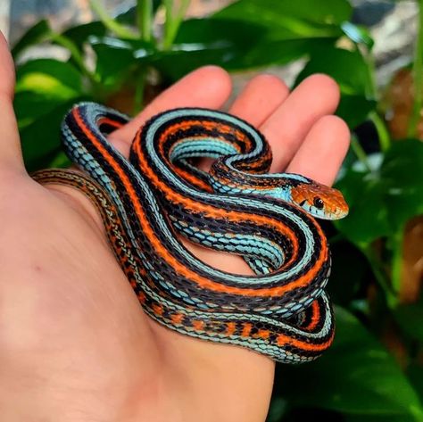 San Francisco Garter Snake, Snake Terrarium, Pet Snakes, Snake Turtle, Garden Snakes, Cool Snakes, Garter Snake, Pretty Snakes, Colorful Snakes