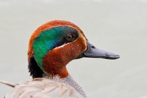 Green Wing Teal, Teal Photography, Waterfowl Taxidermy, Duck Species, Teal Duck, Decoy Carving, Aquatic Birds, Duck Pictures, Green Wing