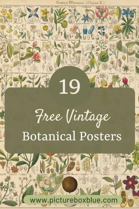 Stunning Vintage Botanical Prints from Oken’s Natural History - Picture Box Blue Free Botanical Printables, Botanical Prints Free, Nature Sketchbook, Botanical Images, Botanical Printables, Botanical Posters, Herb Prints, Botanical Illustration Vintage, Vintage Inspired Decor