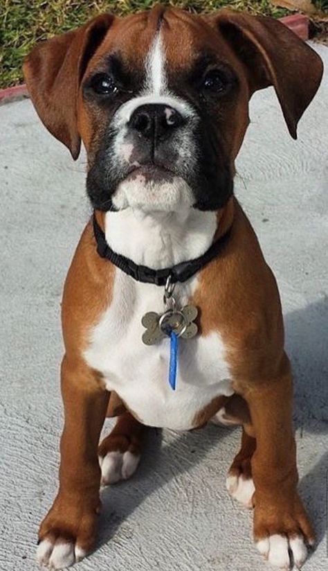 Boxer Pup, White Boxer Dogs, Boxer And Baby, Cute Boxers, Boxer (dog), 200 Followers, Boxer Puppy, Boxer Love, Boxer Puppies