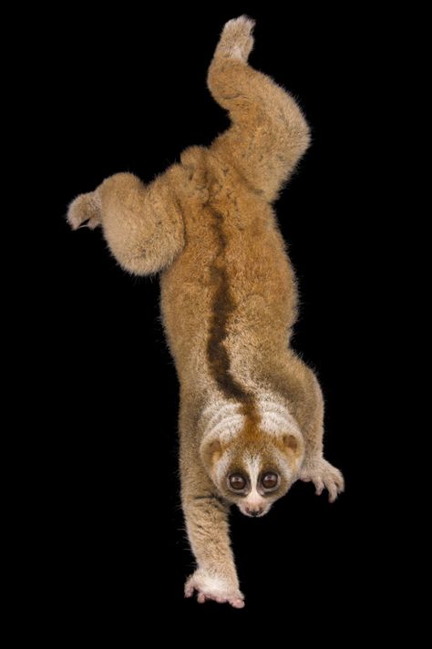 Slow Loris, Joel Sartore, Animal Study, Animal References, Printable Activities For Kids, Posters Framed, Kawaii Animals, Baby Monkey, Creative Images