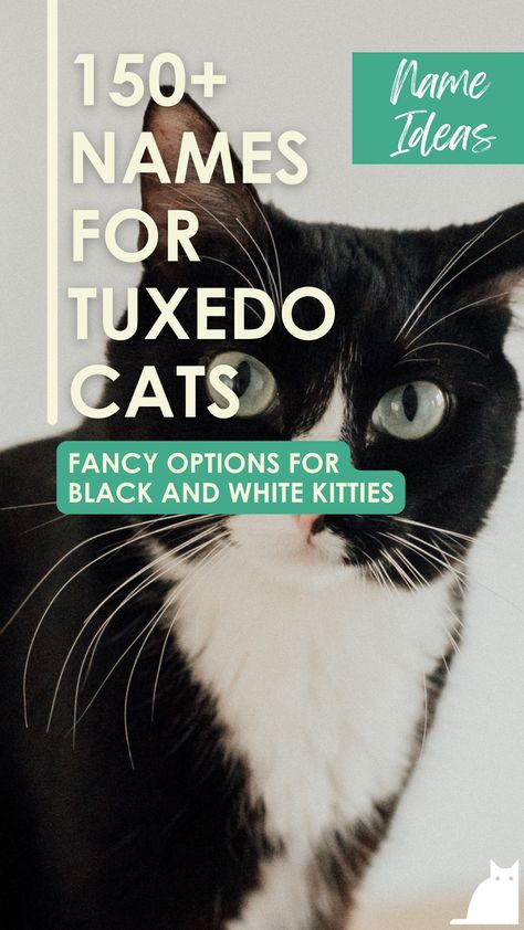 If you’re looking for a unique name for your tuxedo cat, look no further! Black And White Cat Names, Female Cat Names Unique, Tuxedo Cat Tattoo, Kitten Names Girl, Tuxedo Cat Facts, Boy Cat Names, Girl Cat Names, Excited Cat, Batman Cat