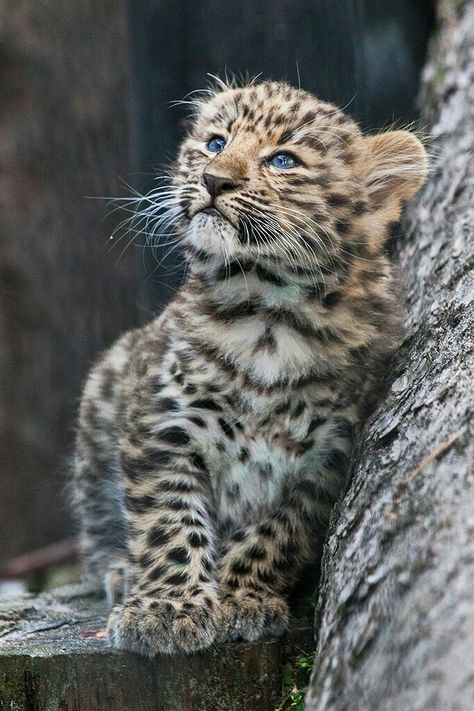 Big Cats Domestic, Cheetah Cub, Snow Leopard Cuddling, Cheetah With Cubs, Leopard Cub, Wild Baby, Wild Animals Pictures, Exotic Cats, Interesting Animals