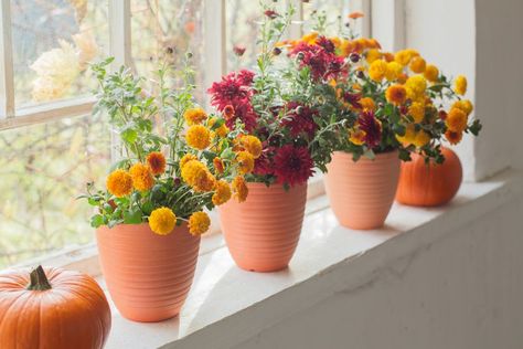 Can You Keep Mums Indoors? Here's How to Overwinter Them Caring For Mums, Potted Mums, Garden Mum, Fall Mums, Lawn Care Tips, Gardening Trends, Inside Plants, Flower Farmer, Have Inspiration