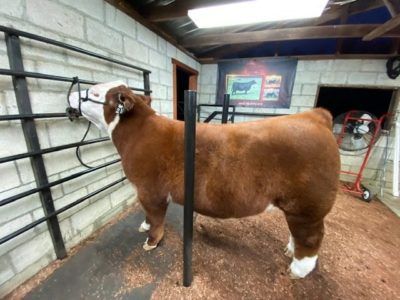 Nope, he's not clean...or dry - Stock Show Stories Wash Rack For Cattle, Cattle Aesthetic, Show Cattle Barn, Livestock Showing, Livestock Barn, Show Steers, Show Cows, Cattle Barn, Stock Show