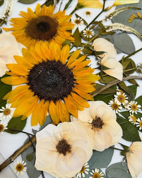 🌻A few behind the scenes photos of this piece in the making. The hero sunflowers in this piece of pressed flower art are so striking. I was particularly captivated by the details in the spliced sunflower 👉🏻 Last 📸. 🌻 bouquet by @tiffanysflowersmaleny 👰‍♀️ @kaylamarieabel97 🖼️ 355mm x 355mm Premium Square soldered metal frame in black #sunflowers #sunflowerart #pressedsunflowers #pressedsunflower #pressedbouquet #bouquetpreservationqueensland #soontobemrandmrs #weddingfloraldesign #flow... Behind The Scenes Photos, Bouquet Preservation, Sunflower Bouquets, Pressed Flower Art, Sunflower Art, Scene Photo, Pressed Flower, Pressed Flowers, The Details