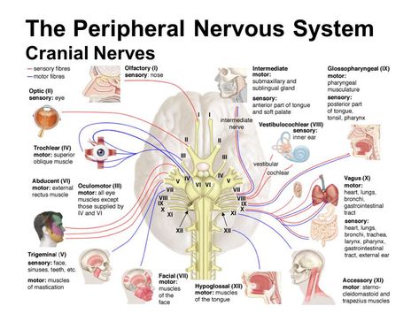 Peripheral Nervous System (PNS) – Cranial Nerves and it’s Reflexes – Earth's Lab Cranial Nerves Anatomy, Neurological Assessment, Nervous System Anatomy, Nerve Anatomy, The Peripheral, Sensory Nerves, Neurological System, Nursing School Essential, Peripheral Nervous System