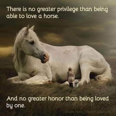 Horse Love Quotes, Horse Quotes Funny, Horse Farm Ideas, Inspirational Horse Quotes, Horse Riding Quotes, Equestrian Quotes, Riding Quotes, Horse Rescue, Horse Inspiration