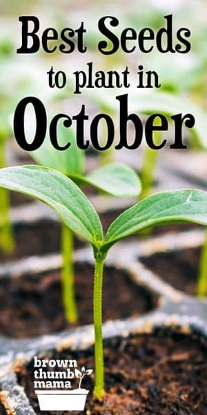 Fall Vegetables To Plant, Winter Vegetables Gardening, Tattoo Plant, Vegetable Garden Diy, Fall Vegetables, Fall Garden Vegetables, Backyard Vegetable Gardens, Garden Veggies, Veg Garden