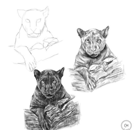 Panther Drawing Sketch, Black Panther Animal Drawing, Panther Animal Drawing, Drawing Black Panther, Panther Sketch, Black Panther Animal, Panther Drawing, Black Panther Drawing, Education Drawing