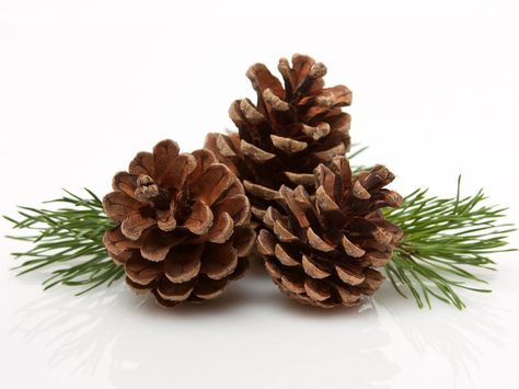 pine Pine Cone Wedding, Pine Essential Oil, Pine Cone Christmas Tree, Days To Christmas, Conifer Trees, Pinecone Ornaments, Cone Christmas Trees, Pine Cone Decorations, Cones Crafts