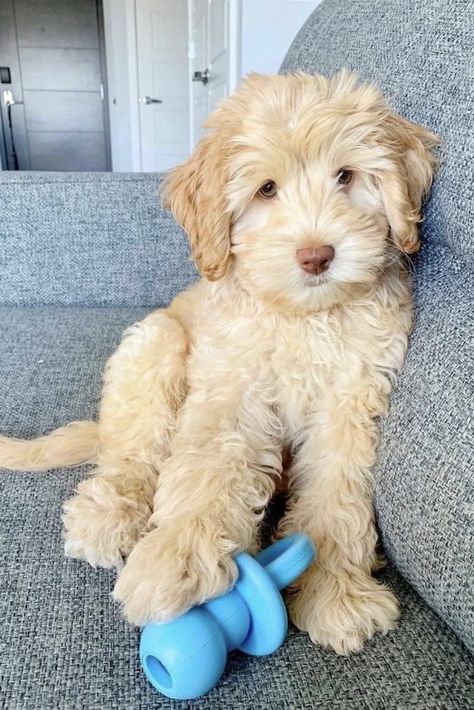 Toy Goldendoodle, Mini Goldendoodle Puppies, Adorable Babies, Cute Dog Pictures, Golden Doodle, Goldendoodle Puppy, Cute Little Puppies, Doodle Dog