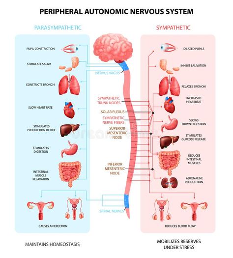 Nervous System Realistic Chart. Human peripheral autonomic nervous system with sympathetic spinal cord neurons signal communication realistic colorful scheme royalty free illustration Nervous System Poster, Nervous System Diagram, Nervous System Anatomy, Nervus Vagus, Human Nervous System, The Peripheral, Human Body Organs, Peripheral Nervous System, Nerve Fiber