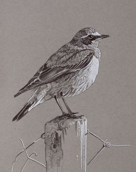 Sketch On Toned Paper, Pileated Woodpecker Drawing, Drawings On Toned Paper, Toned Gray Paper Drawings, Toned Paper Drawing, Contemporary Wildlife Art, Bird Artists, Nature Sketch, Dark Art Tattoo