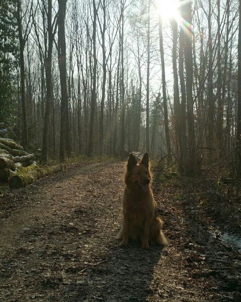 cute dog in forest Dog Forest Aesthetic, Best Fantasy Novels, Post Mortem, Celtic Mythology, Lust For Life, Brown Dog, Eternal Sunshine, Lost Soul, Fantasy Novel