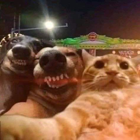 Funny Group Pictures, Lup Singuratic, Image Swag, Dog Selfie, Funny Animal Photos, Silly Cats Pictures, Silly Dogs, Silly Animals, Funny Profile Pictures